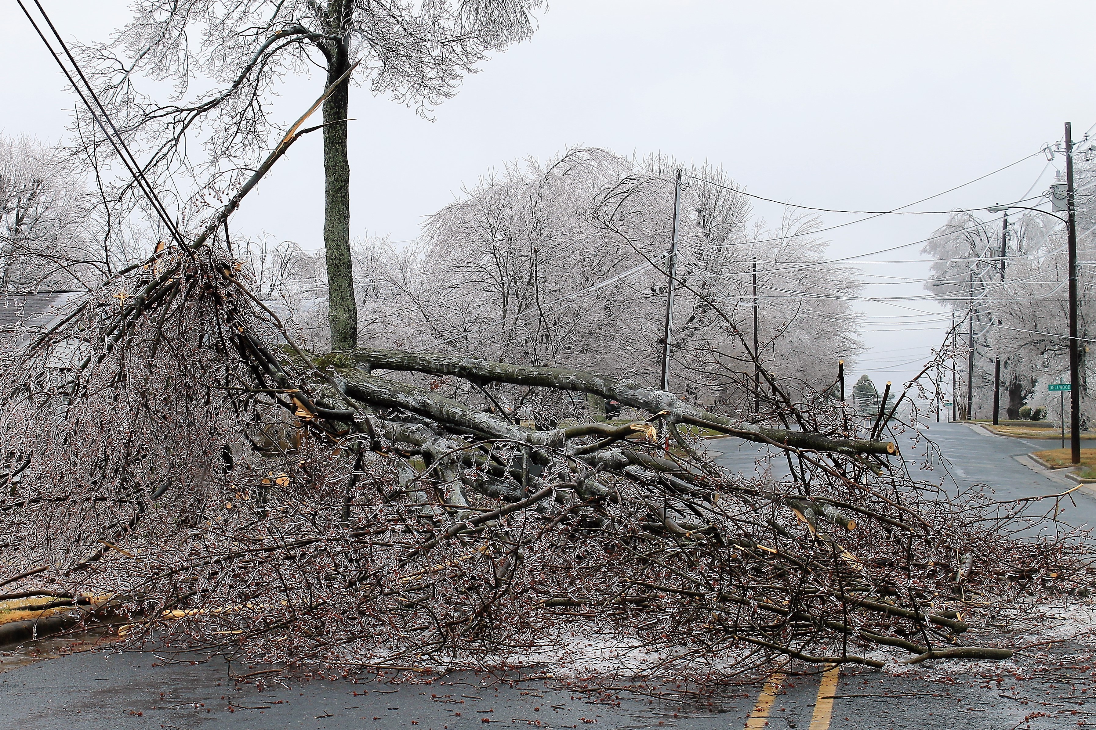 AAA Tree Solutions - Ice Storm Tree Damage